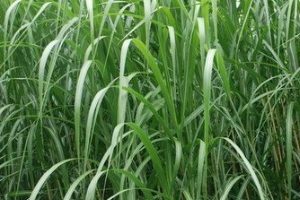 Miscanthus Pflanze