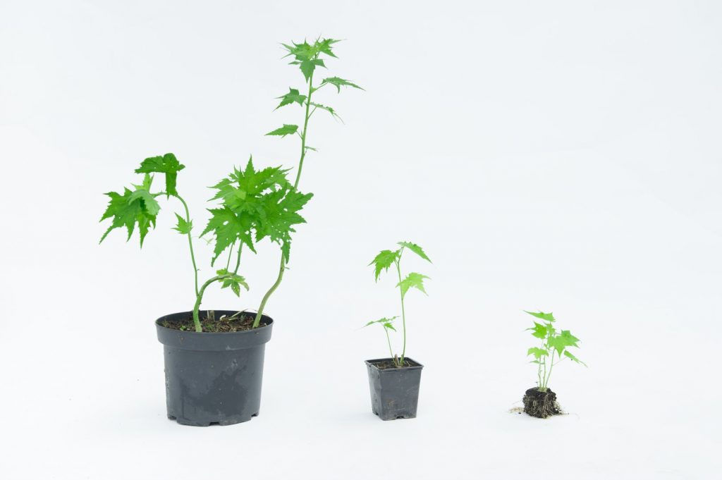 Sidapflanzen in verschiedenen Größen