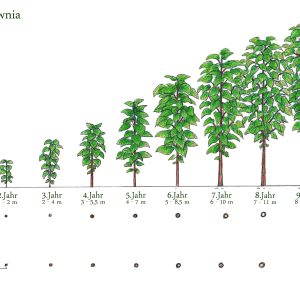 Blauglockenbaum Paulownia Wuchshöhen