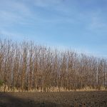 Paulowniapflanzung-Winter
