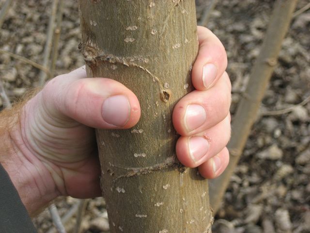 Blauglockenbaum Paulownia-Stamm 2-jährig