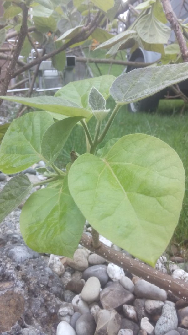 Blauglockenbaum Paulownia Blätter