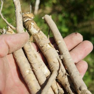 Virginia Mallow Root Cuttings