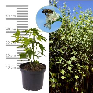 Sida-Pflanze 2-3Liter Topf Blüte