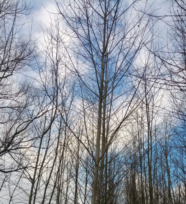 Pappelbäume im Wald