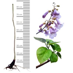 Blauglockenbaum Paulownia Shandong, wurzelnackt mit Stamm, glockige Blüten, Ast mit Blättern