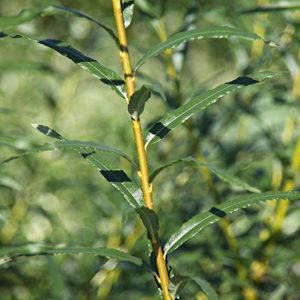 Basket willow, shrub willow, elongated leaves, deciduous, light yellow rind when budding out