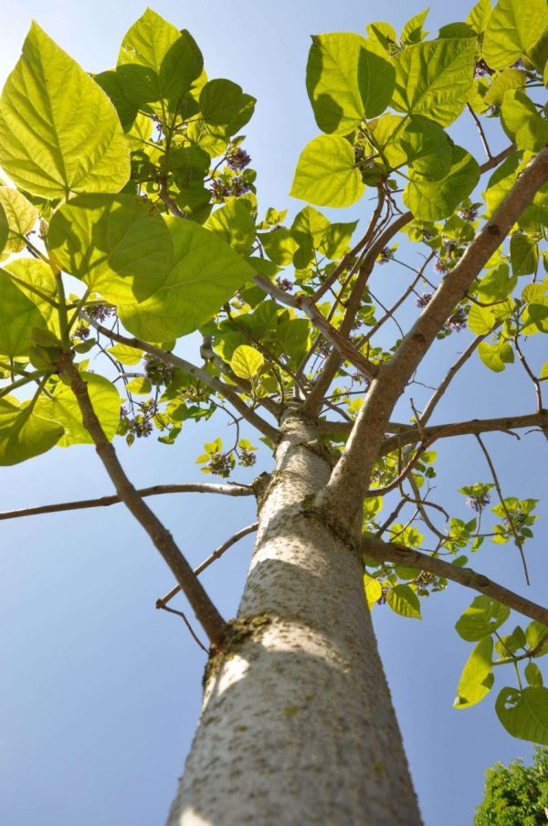 Kiribaum CO2 Klimabaum 15-cm-Topf Blauglockenbaum 1 x Paulownia Nordmax21® 