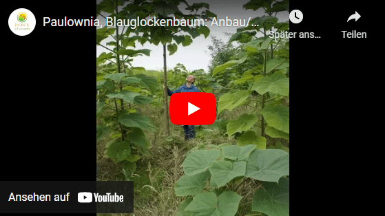 Energiepflanzen Paulownia Blauglockenbaum Youtube