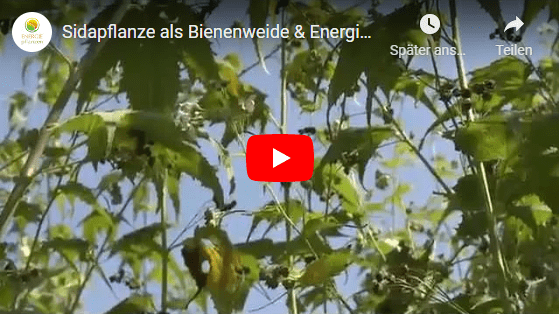 Energiepflanzen Sidapflanze Infos Youtube